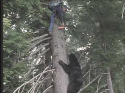 Pepper Spraying a Bear