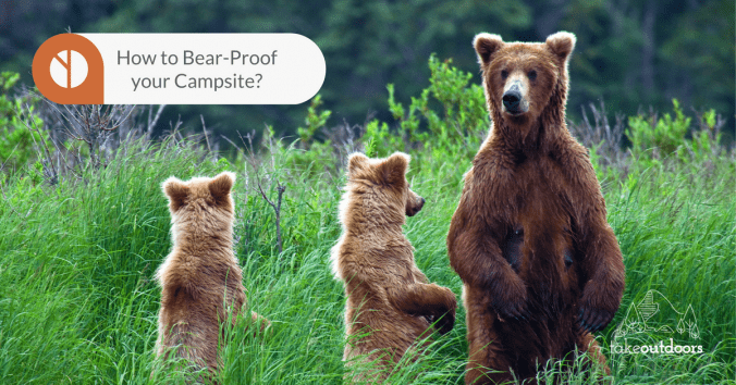 Image of bears looking around in the grass field