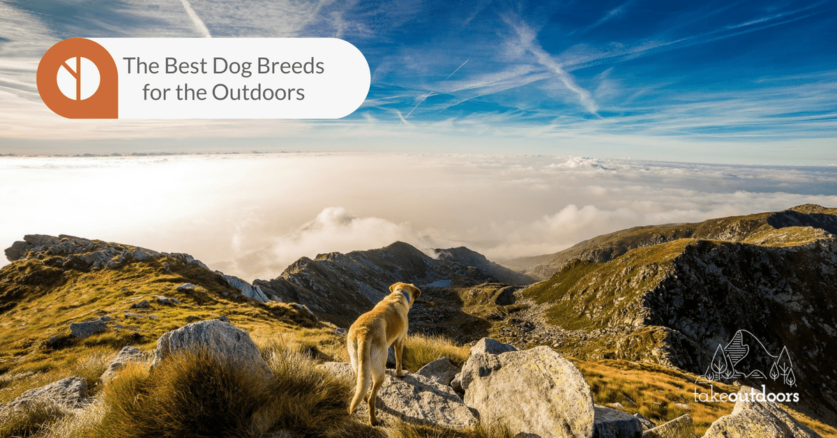 Featured Image for the Best Dog Breeds for the Outdoors