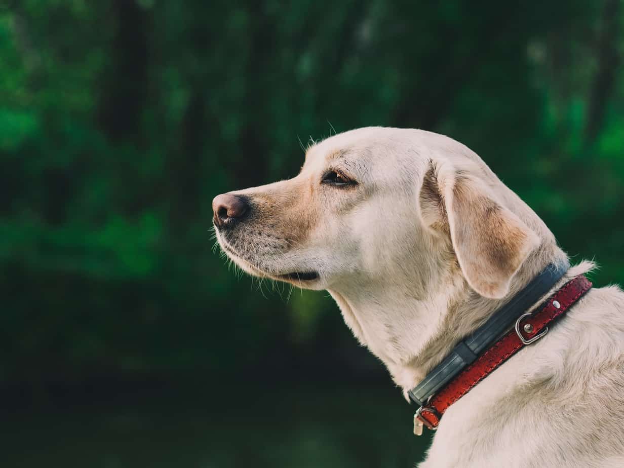 Picture of a Labrador Retriever engrossed at something
