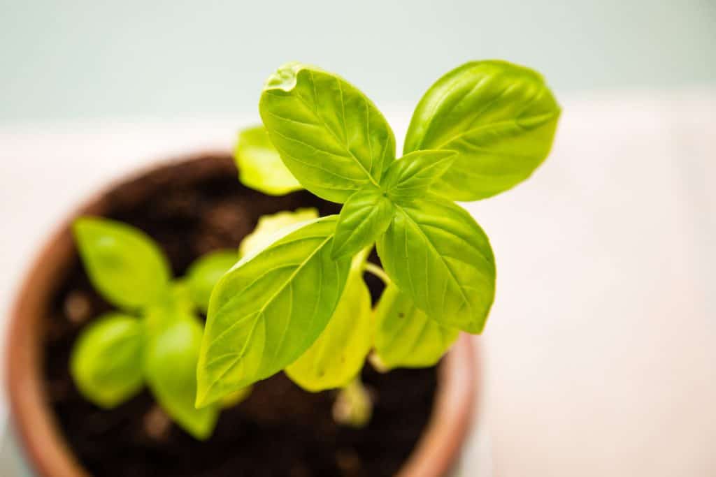 Fresh green basil plan in a pot