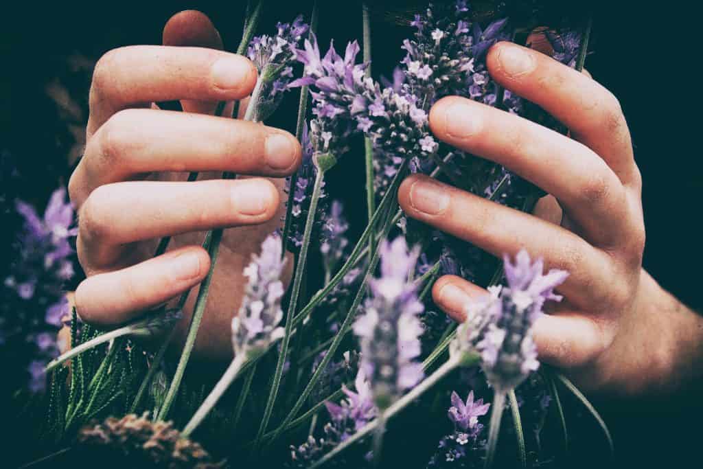 Hands holding lavender
