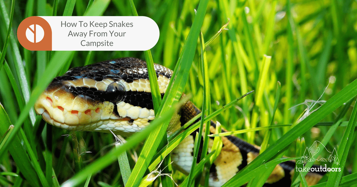How to Keep Snakes Away from Your Campsite - TakeOutdoors