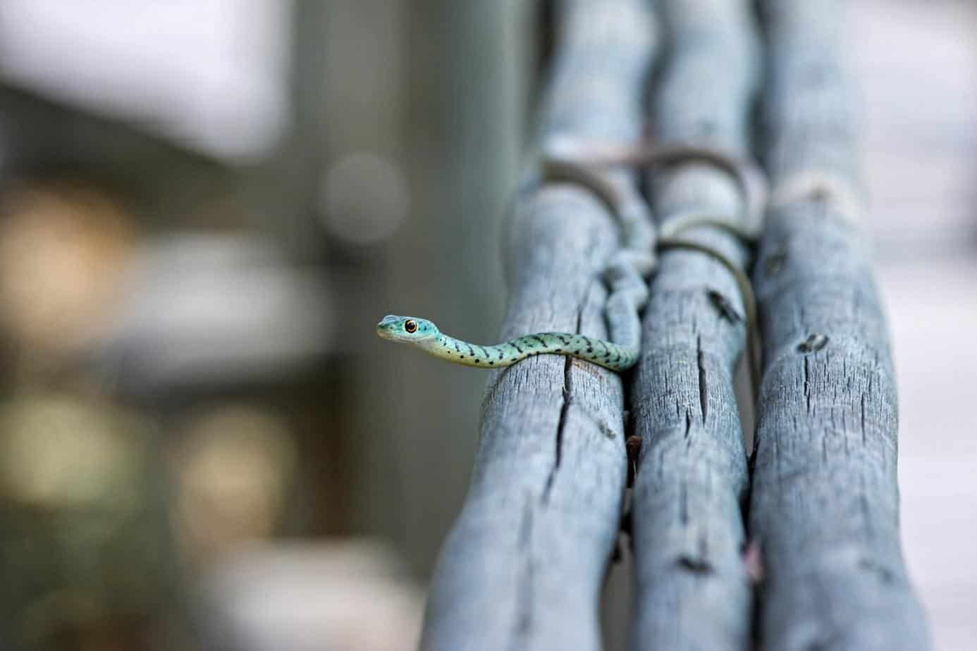 https://takeoutdoors.com/wp-content/uploads/2018/03/animal-branches-reptile-46500.jpg