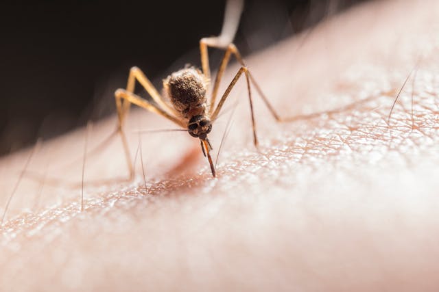 Mosquito biting skin
